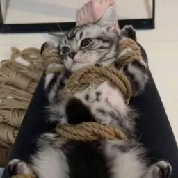 MigogotoNEW