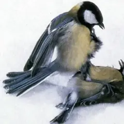 VirusTepchik