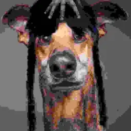 dxmdm