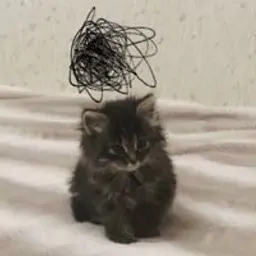 HoneyCat