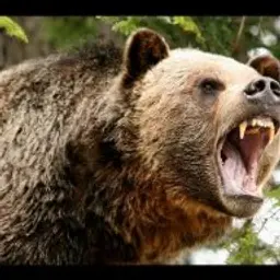Grizzlleeyy__
