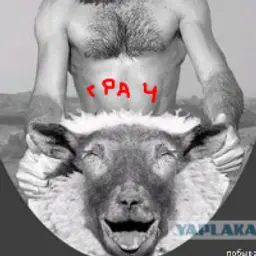 Грач