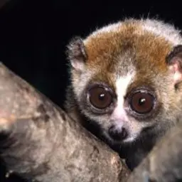 Lemyrka