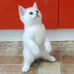 Kekester