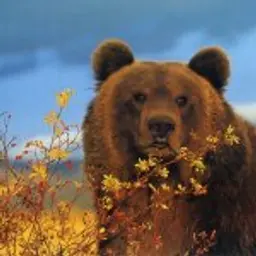 BearRUS