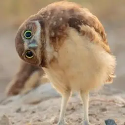 CoByIIIKa