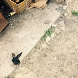 BahonRex