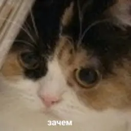Ozvo