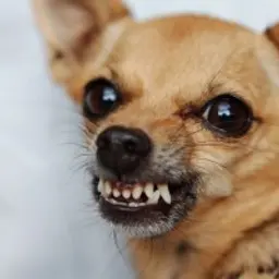 BolIGOR