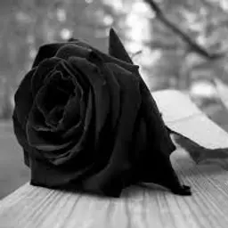 BlackRose_inactive76245
