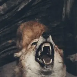 Am-