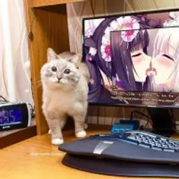 dashaKhv