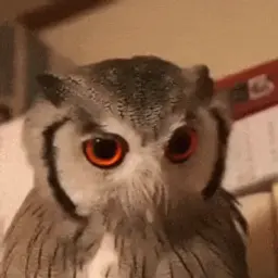 Pyxoc
