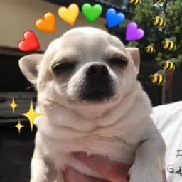 dboyalfa
