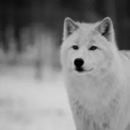 white_woolf