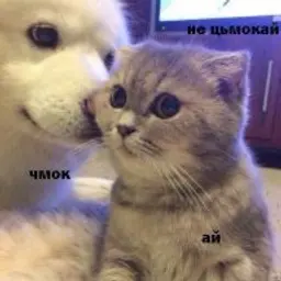sergiktipok