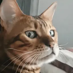 fleydz