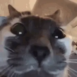 morfus228
