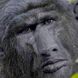 Logaan