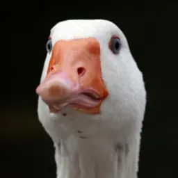 sagurka