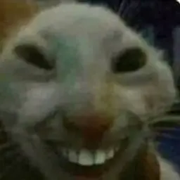 kiskawex