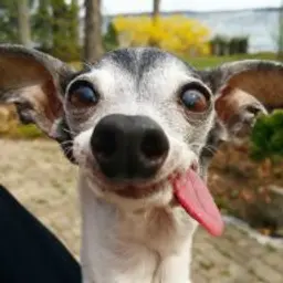 Hmurr