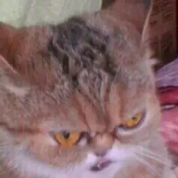 Diferenik