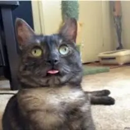 denchikq