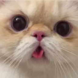 qeqly