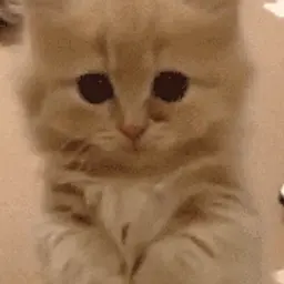 KITNISS