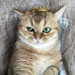 Mr_Euro_CAT