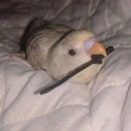 FidgetGG