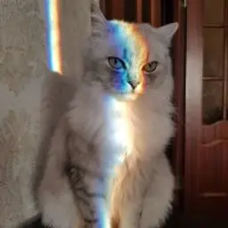 mishanagibator