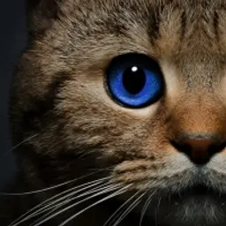 Dashacheater
