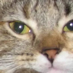 ThatCat_inactive208673