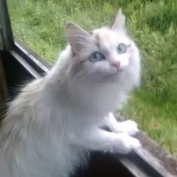 Danenl