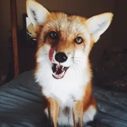 Little_Fox_69