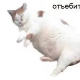 зашквар_inactive218357