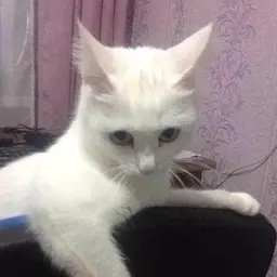 HeytZ