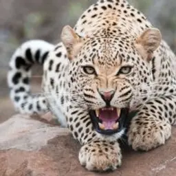 vumz123