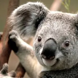 xxzorex