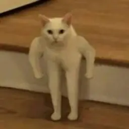 funny_cat_inactive254882