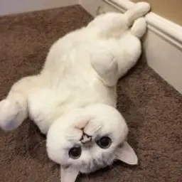 kainew