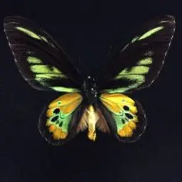 licsan