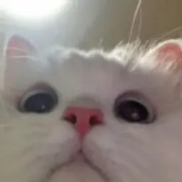 ewefdsds