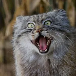 tridevyatki