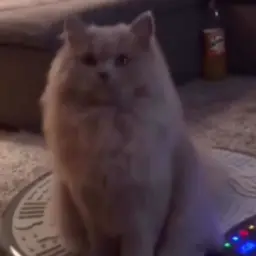 MrTapok