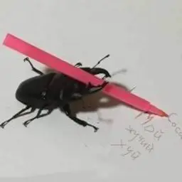 szsdzsdsz