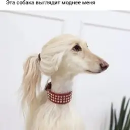 Maybelenei