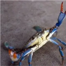 Fergus24